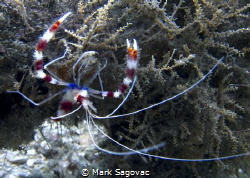 Coral Banded shrimp

BHB- no strobe by Mark Sagovac 